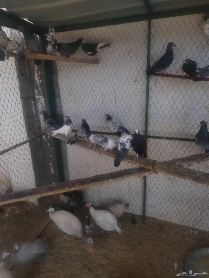 حمام مشكل كبار وفروخ 1