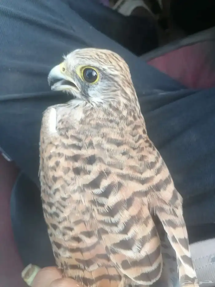 جوز باشق مع انثاء شبوط 2