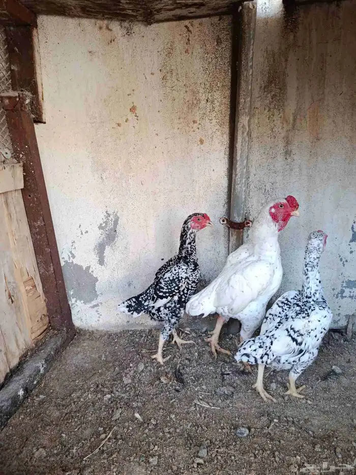 دجاج كوشامو الماني للبيع ديك دجاجتين 1