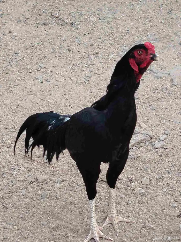 للبيع ديك شامو الماني 0