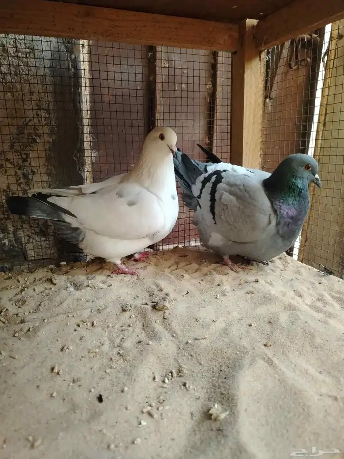 للبيع جوز فرش 3