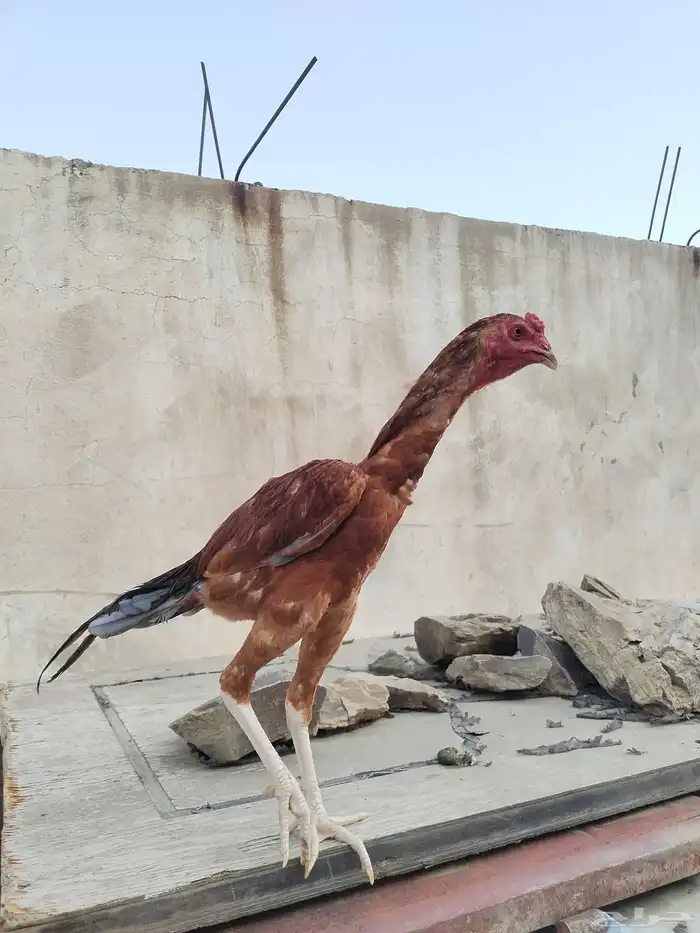 فرنوج سندي وزوجين حمام باكستاني 0