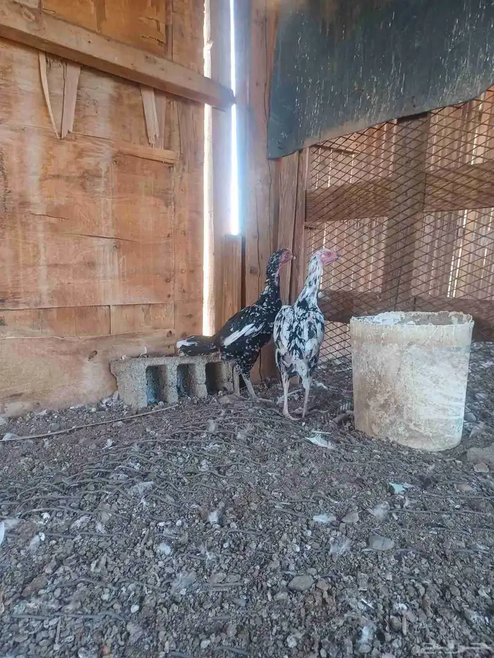 دجاج باكستاني للبيع 0