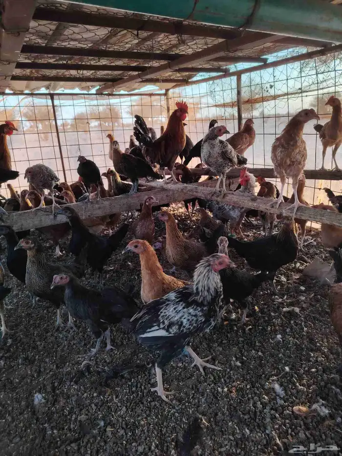 دجاج بلدي العمر خمس شهور ونص ما عليه سوم العدد 160 حبه ال 2