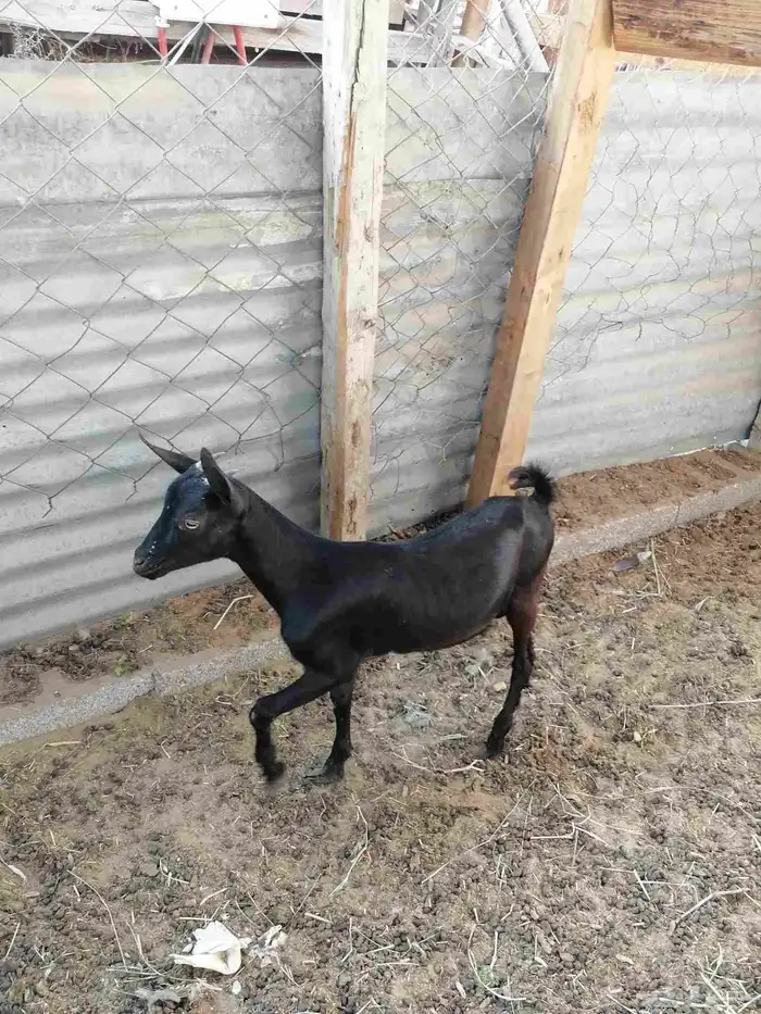 للبيع تيس طيب ب الحيل صحه ونضافه مايشكو من شي 0