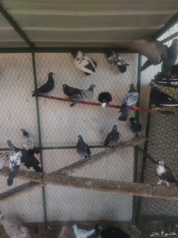 حمام مشكل كبار وفروخ 3