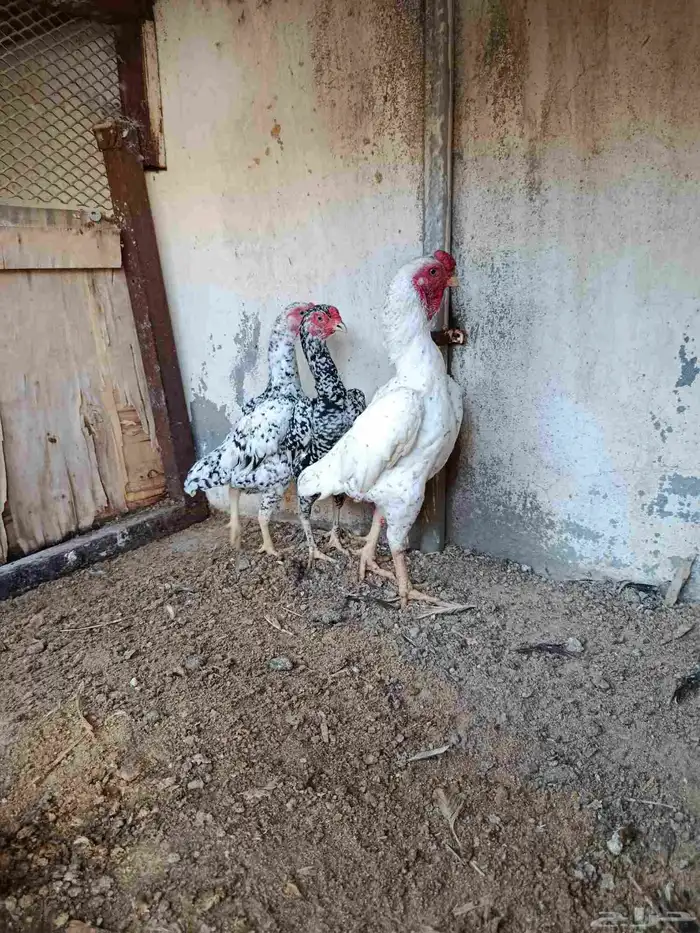 دجاج كوشامو الماني للبيع ديك دجاجتين 0