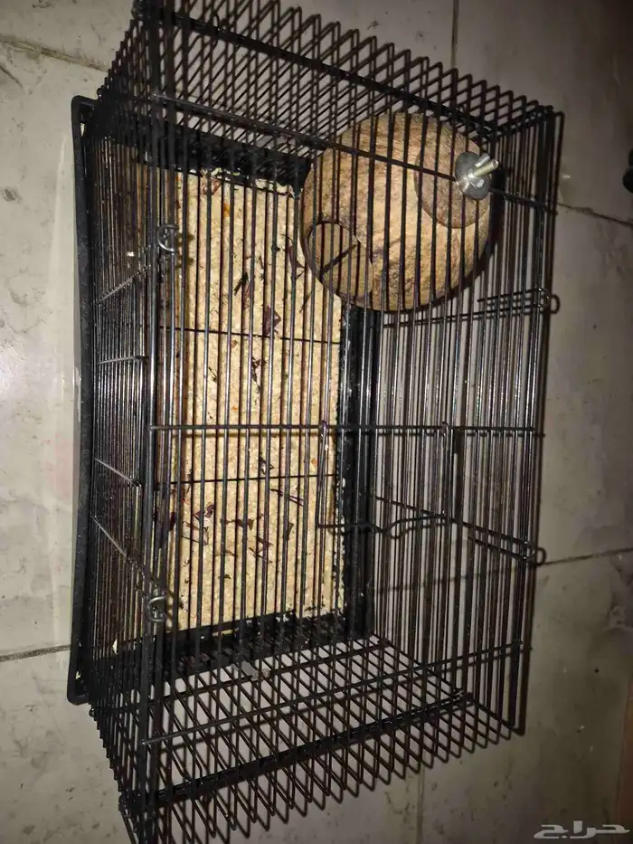 للبيع 2 شوقر قلايدر ابيض البينو سكري بلاتينيوم (سنجاب طائر) 3