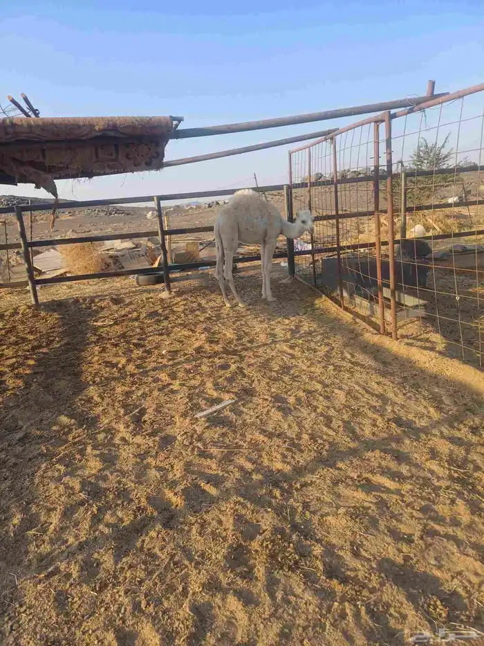 قعود لباني للبيع 8