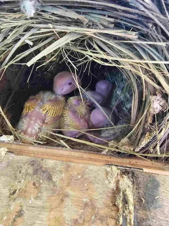 فروخ غر أونج أوبلاين وفواتح 2