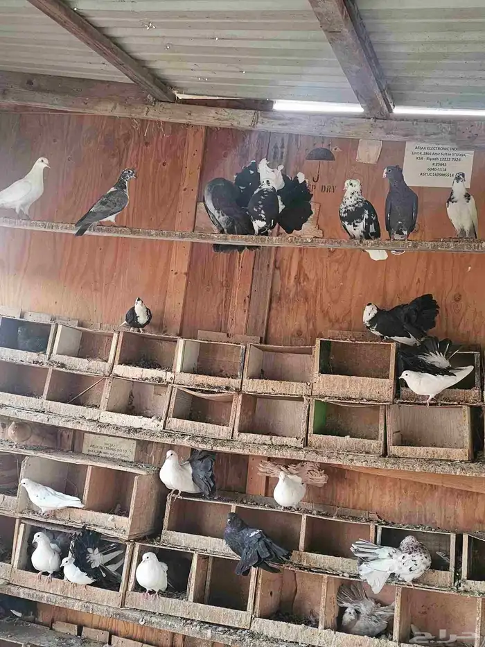 حمام شمسي للبيع جملة 4