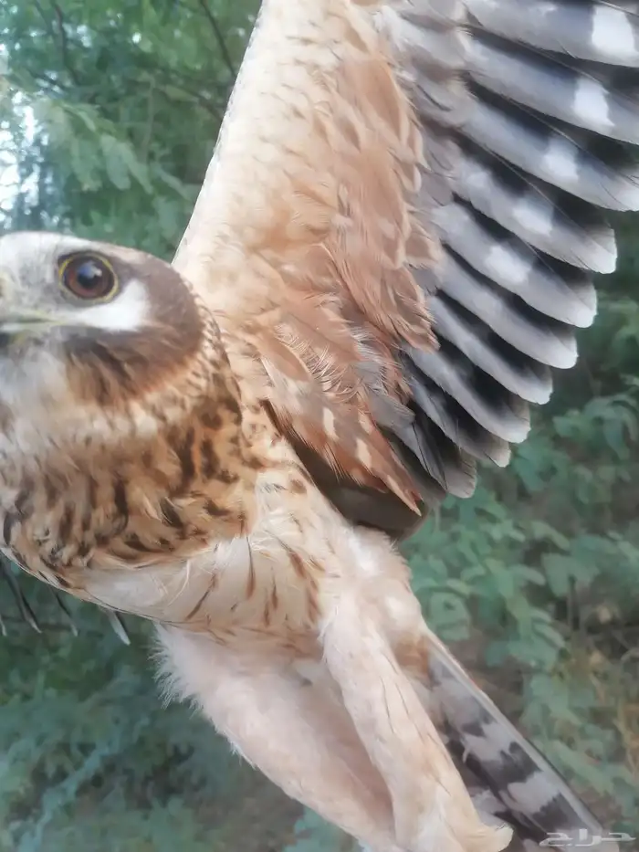 جوز باشق مع انثاء شبوط 8