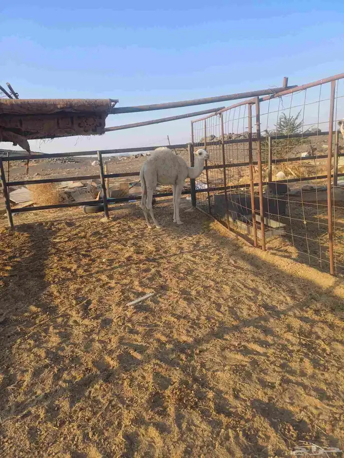 قعود لباني للبيع 9