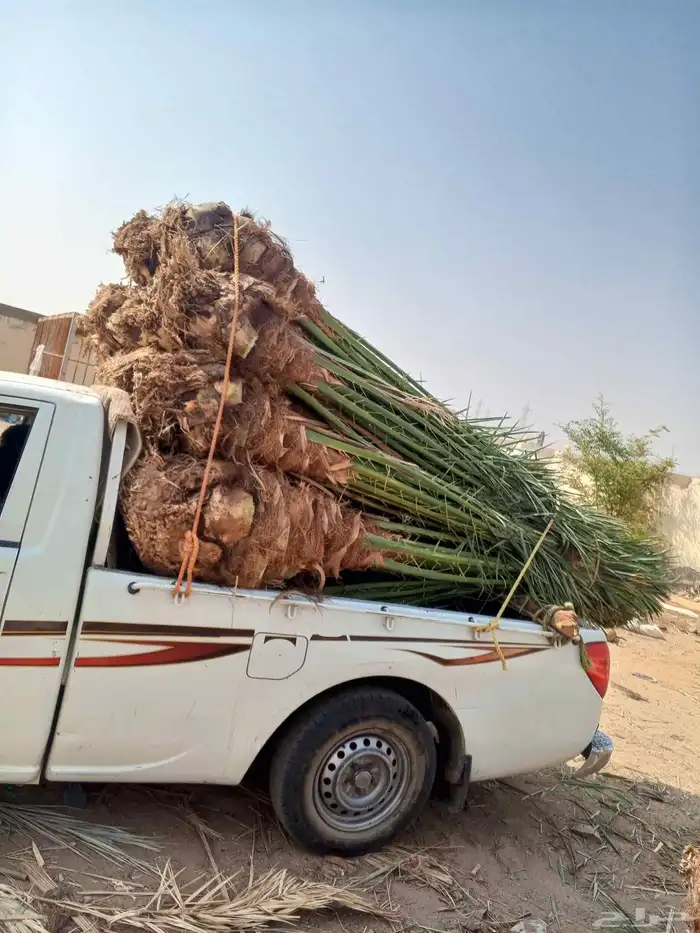 نخل للبيع فسايل نخل منوعه للبيع مكه جده الطايف المدينه 3