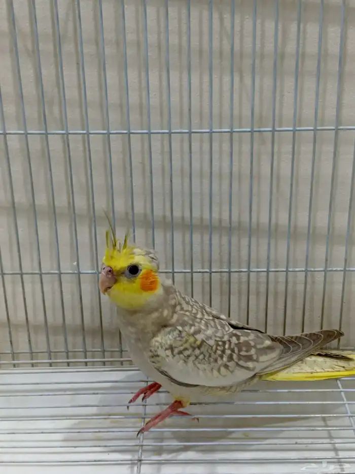 كروان أليف 0