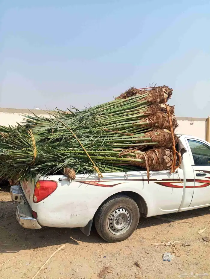 نخل للبيع فسايل نخل منوعه للبيع مكه جده الطايف المدينه 1