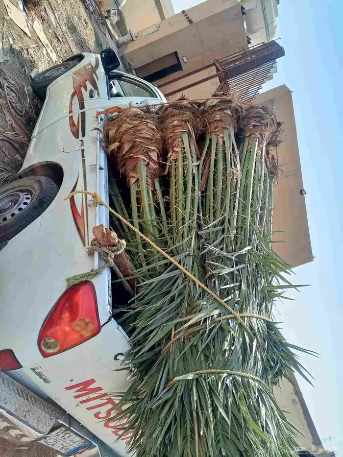 نخل للبيع فسايل نخل منوعه للبيع مكه جده الطايف المدينه 4
