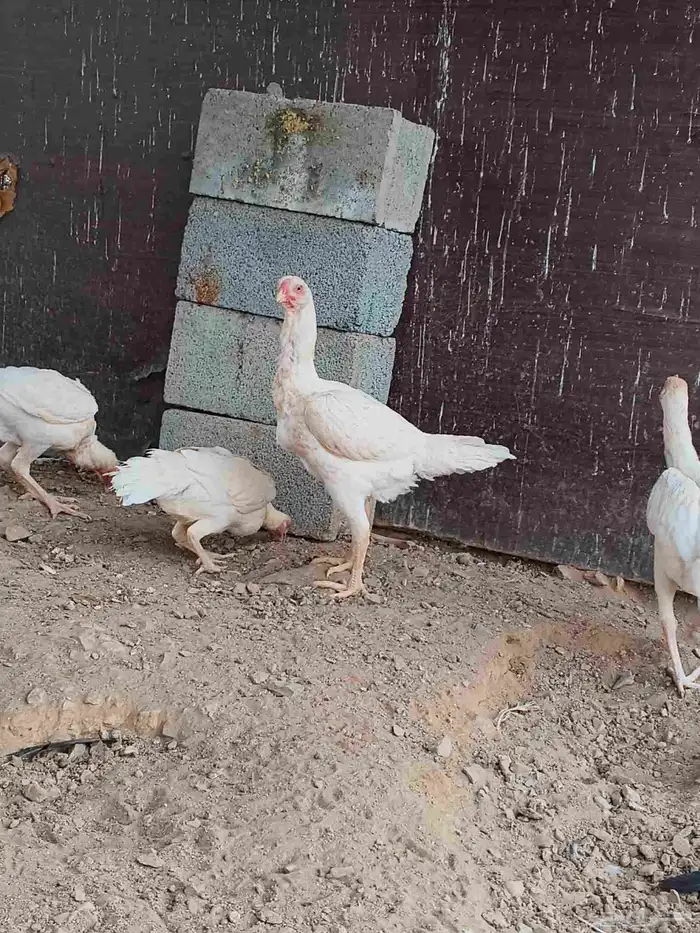 دجاج شامو علي سندي ابيض 4