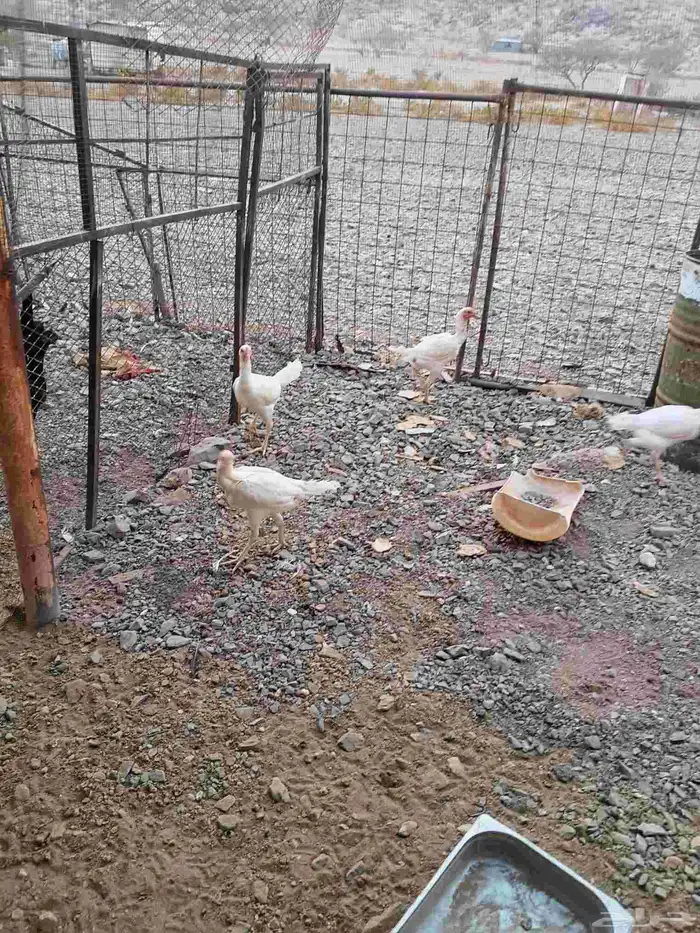 دجاج شامو علي سندي ابيض 8