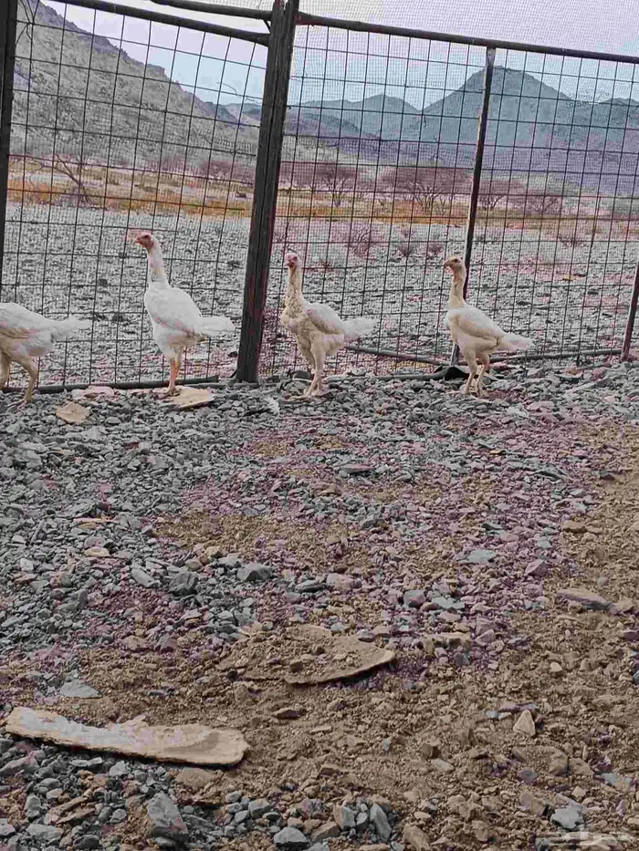 دجاج شامو علي سندي ابيض 6