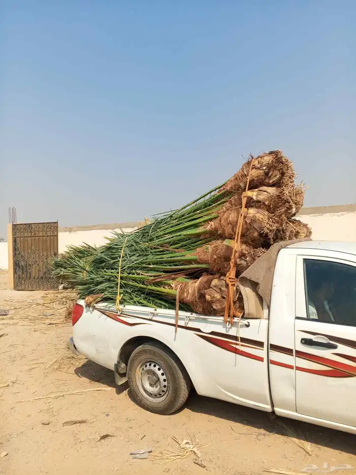 نخل للبيع فسايل نخل منوعه للبيع مكه جده الطايف المدينه 0