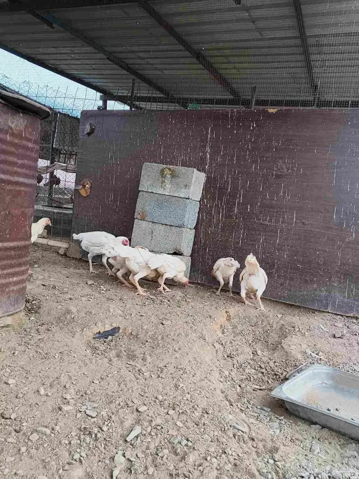 دجاج شامو علي سندي ابيض 2