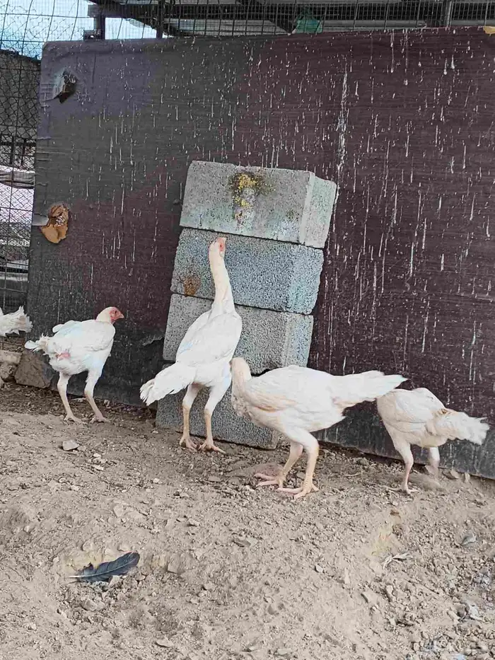 دجاج شامو علي سندي ابيض 3