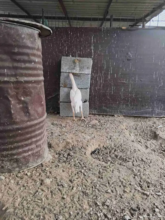 دجاج شامو علي سندي ابيض 0