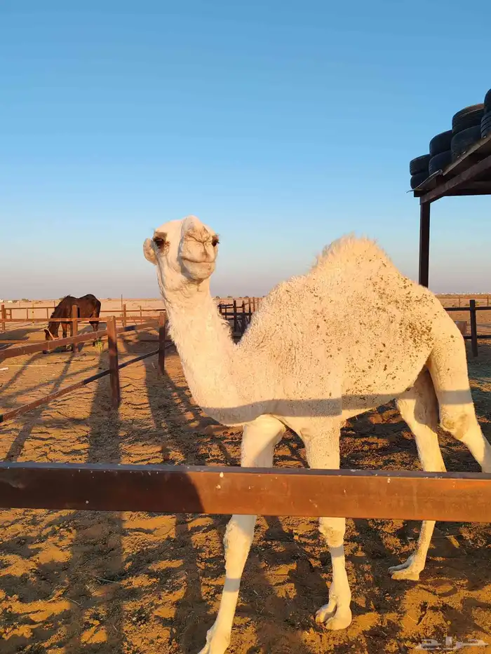 قعود سمين للبيع 2