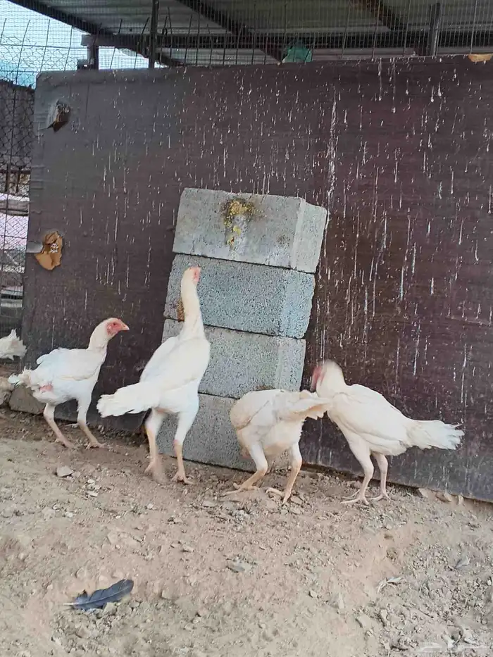 دجاج شامو علي سندي ابيض 1