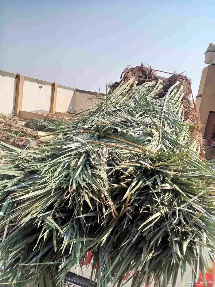 نخل للبيع فسايل نخل منوعه للبيع مكه جده الطايف المدينه 2