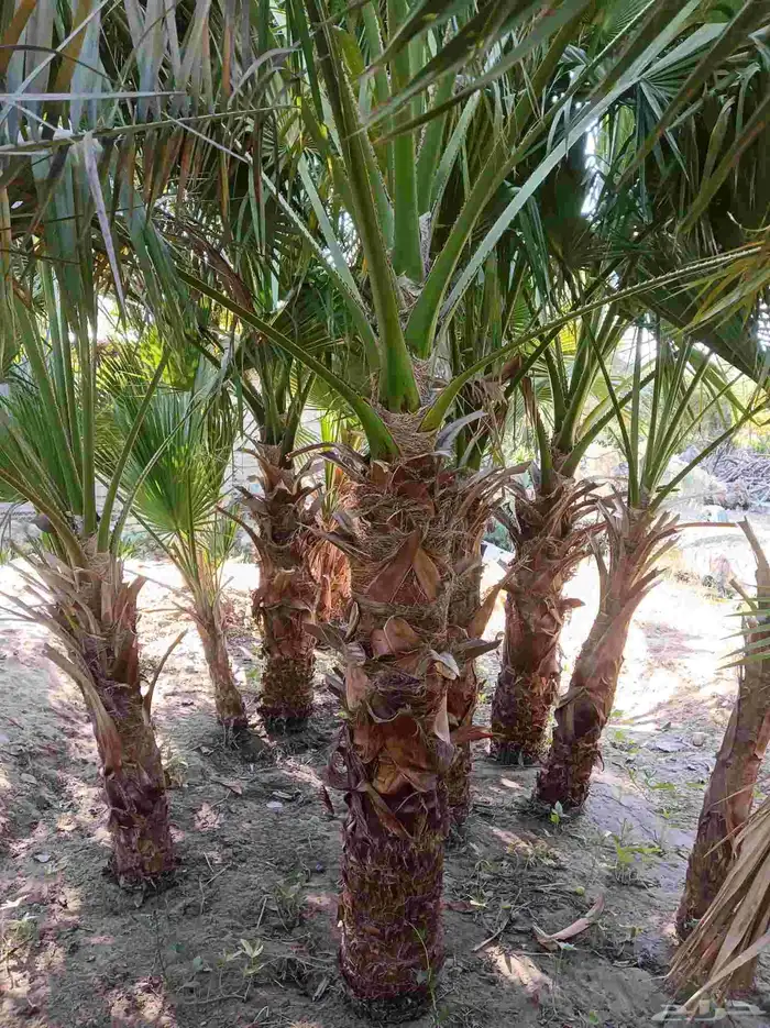 نخيل للبيع 0