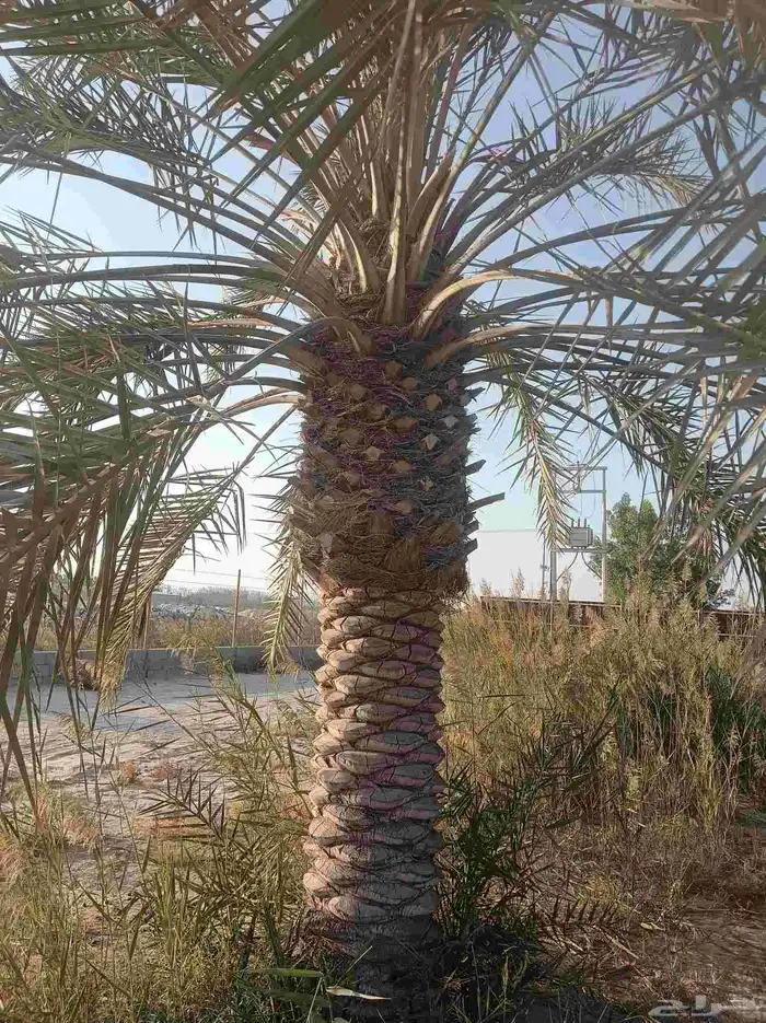 نخيل للبيع 1