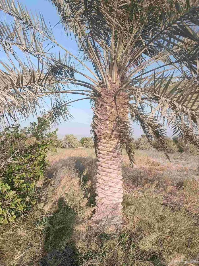 نخيل للبيع 2