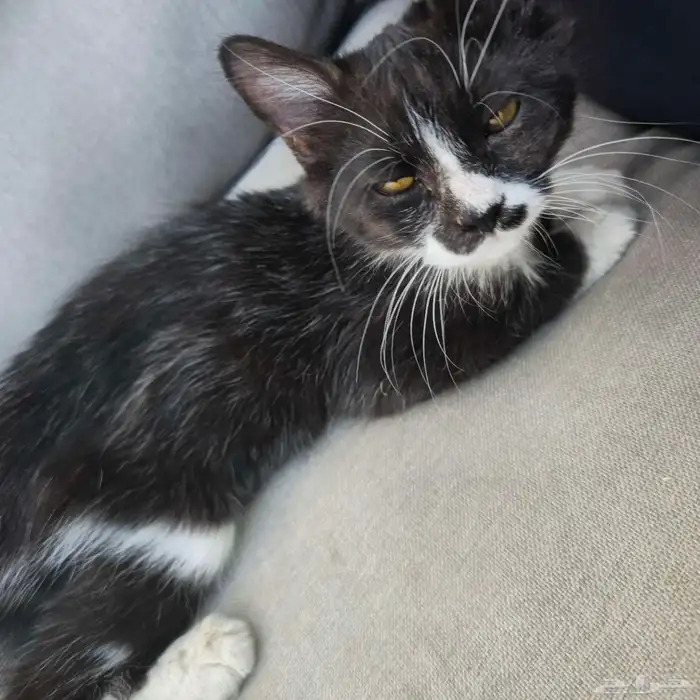 قطه للتبني. لمن. يريد للسفر للخارج 0