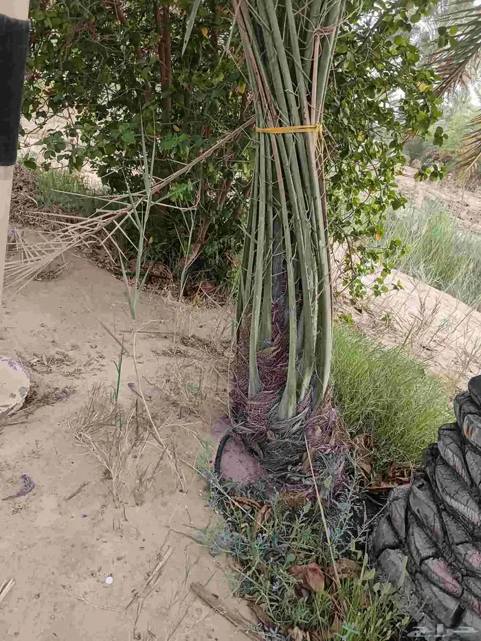 نخيل للبيع 7