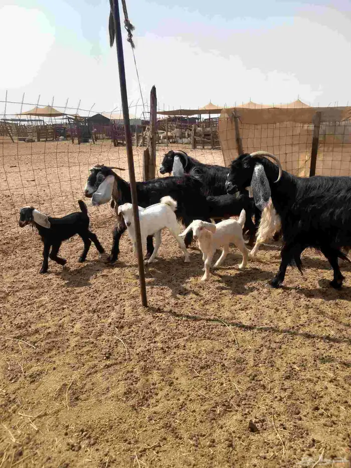 معزا ولد ودفيع 10 تحتها 8 ب 1050 3