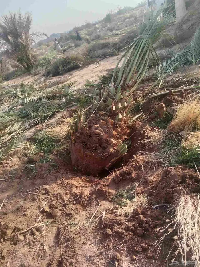 نخل خلاص برحي سكري 3