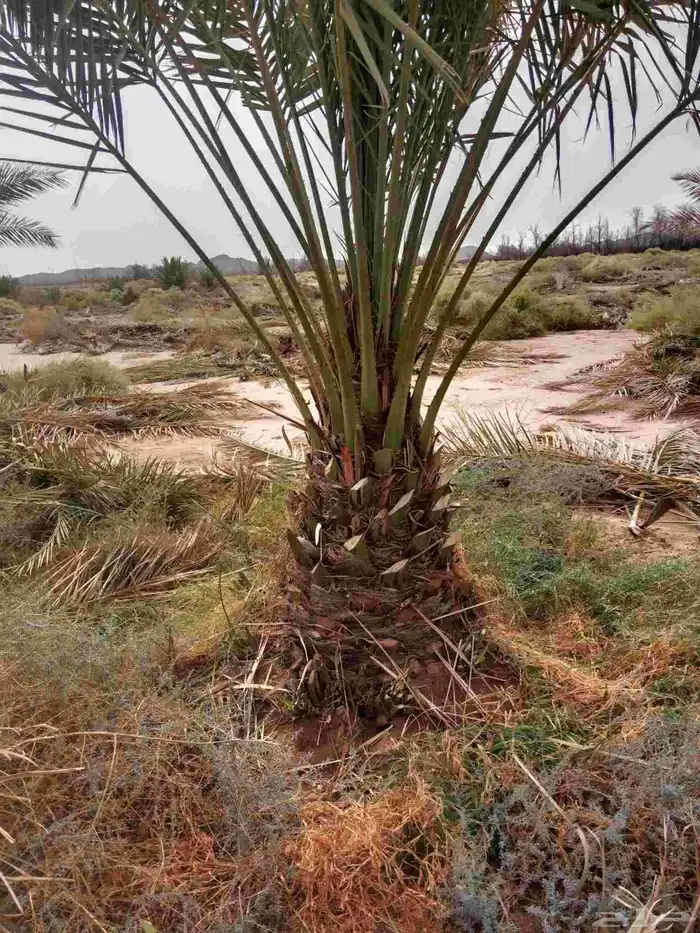 نخل خلاص برحي سكري 2