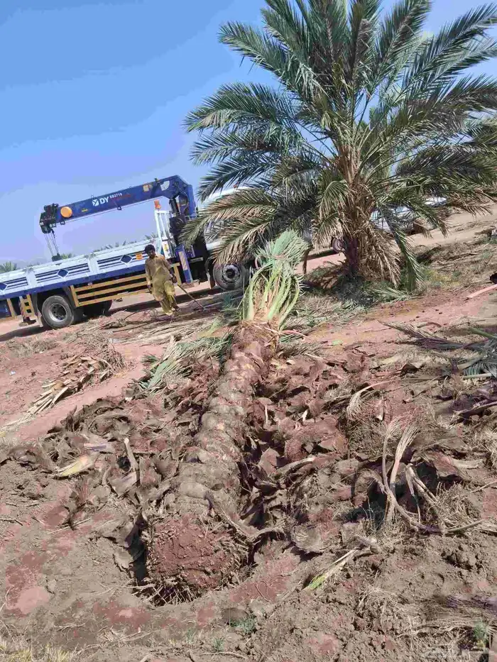 نحل برني وروثانه للبيع متر ونص 6