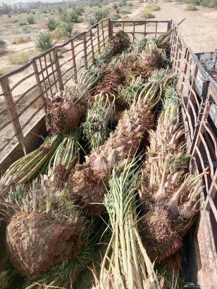 نخل خلاص برحي سكري 4