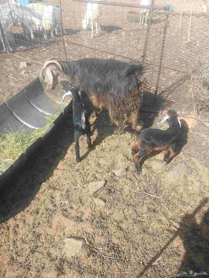 طريق حائل الجديد قبل دثير 8 كيلو صحراء 0