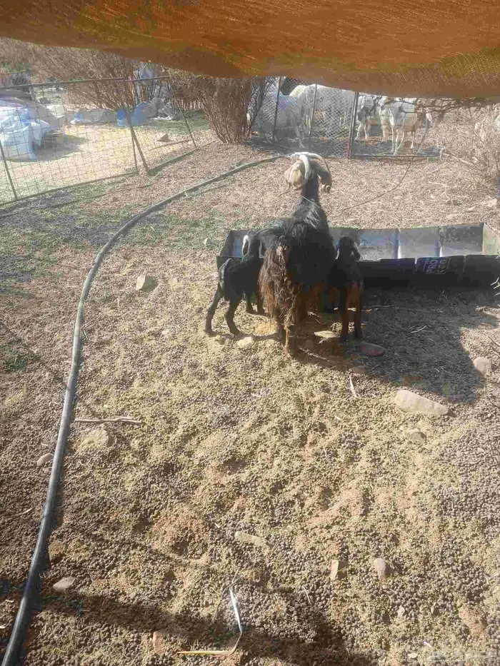 طريق حائل الجديد قبل دثير 8 كيلو صحراء 3