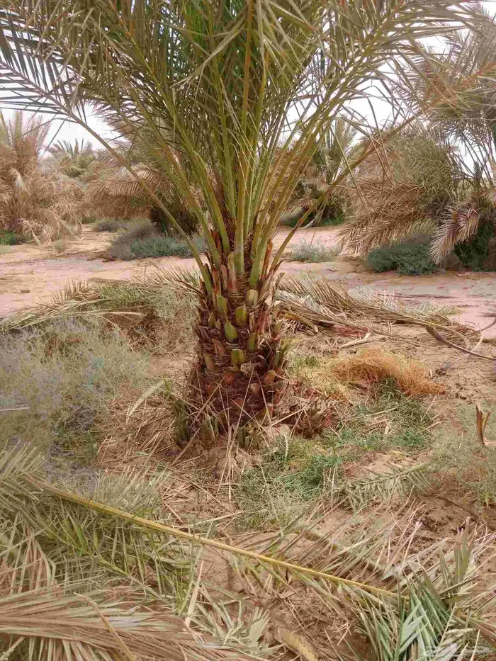 نخل خلاص برحي سكري 0