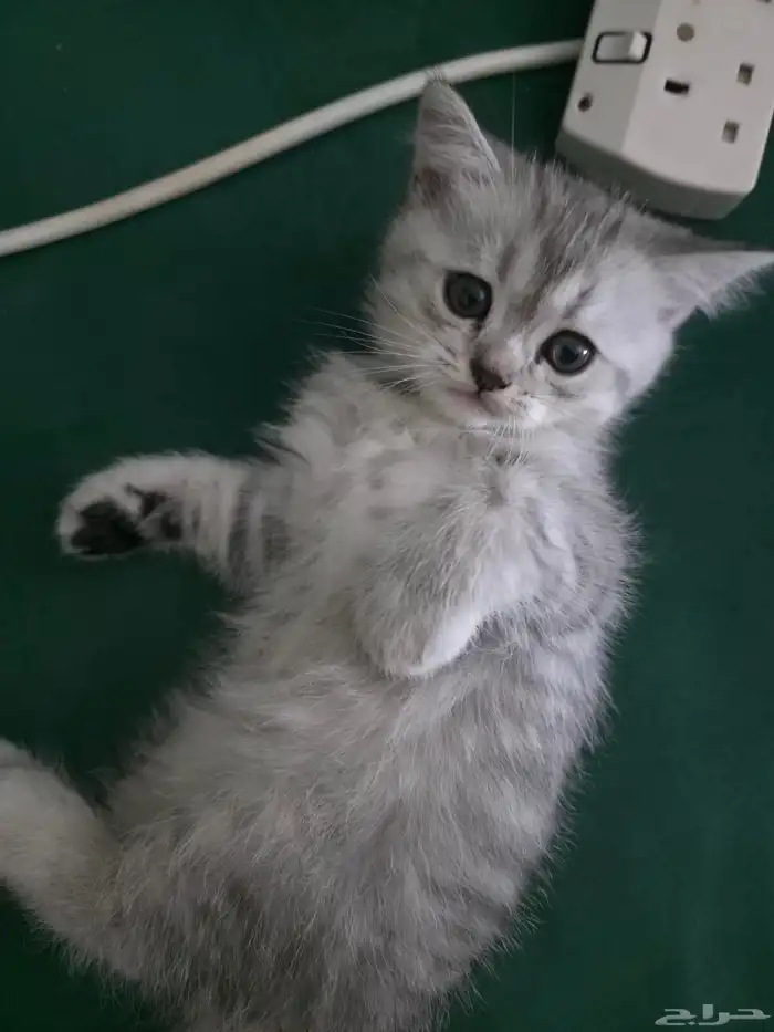 قط من ام واب سكوتش فولد 1