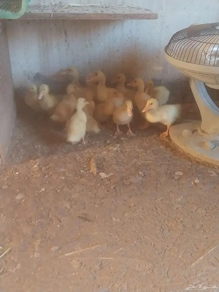 بط بكيني للبيع وقليل بلدي 2