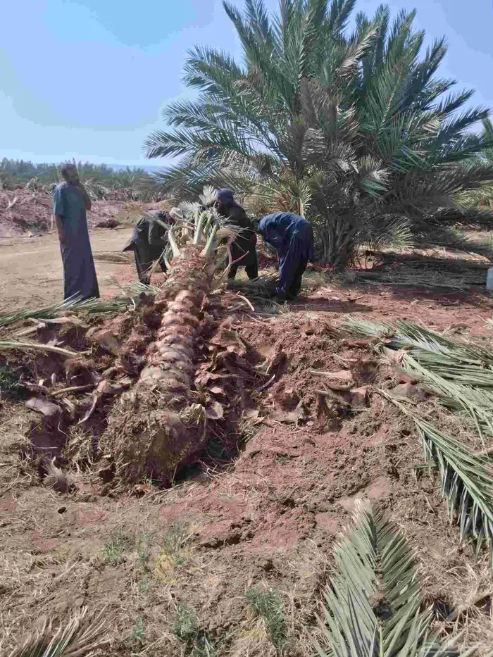 نحل برني وروثانه للبيع متر ونص 4