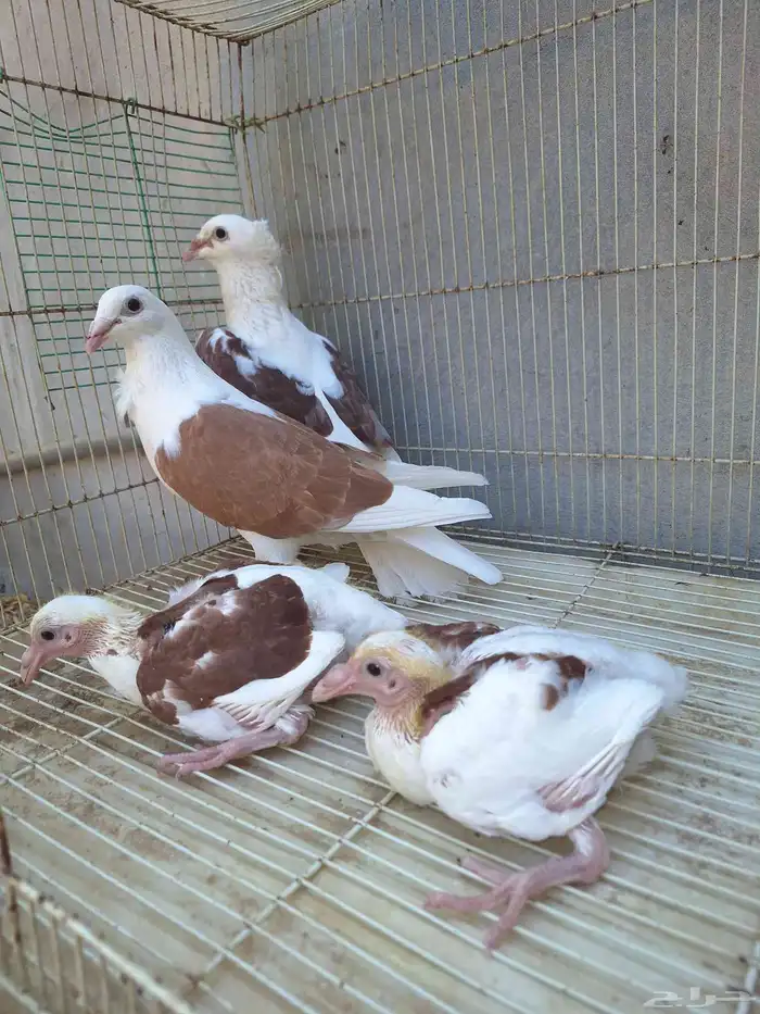 جوز زاجل مكتف مكاتيف 4