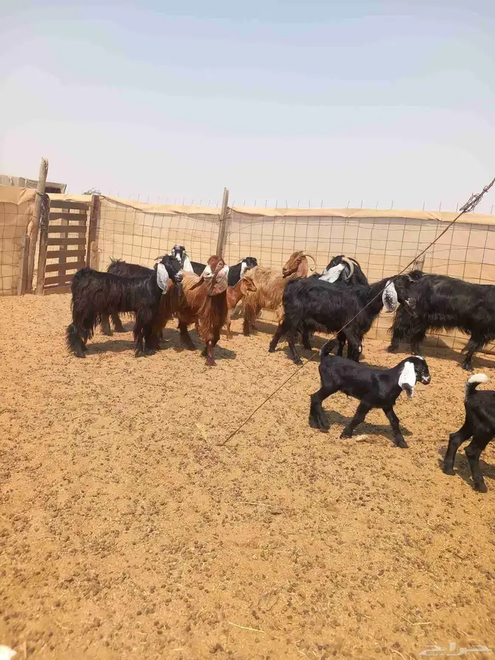 معزا ولد ودفيع 10 تحتها 8 ب 1050 1