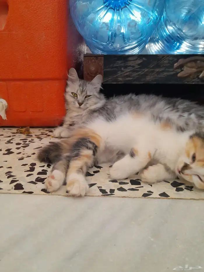 قطو شيرازي معه اربعه عيالها 0